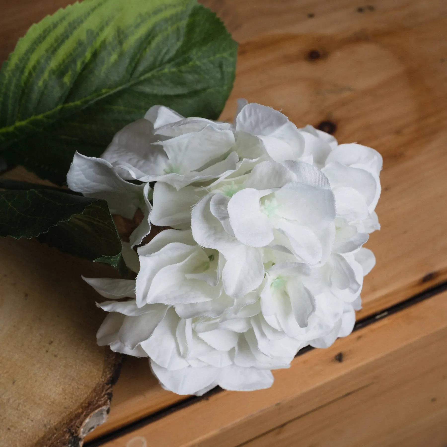 White Single Stem Small Head Hydrangea