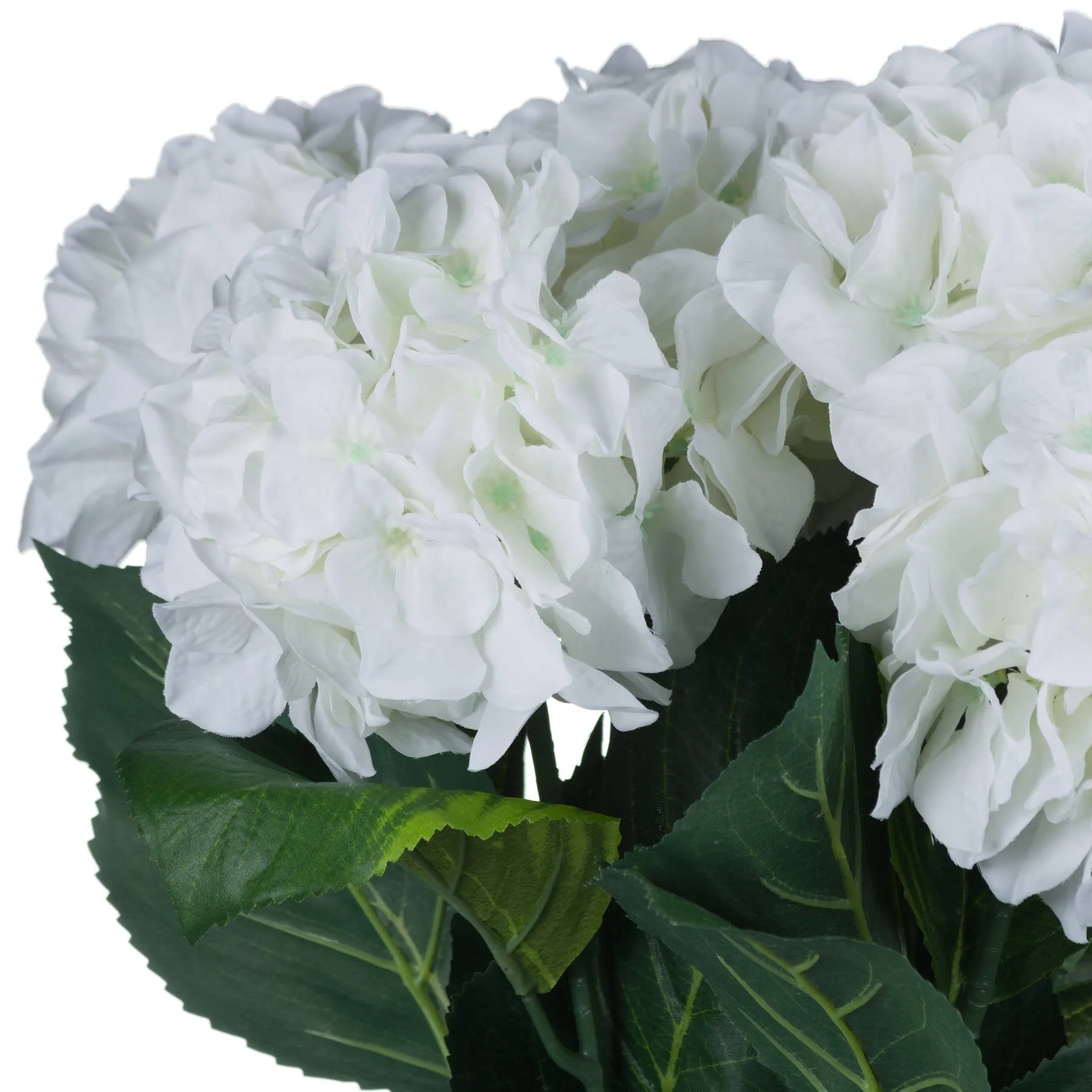 White Single Stem Small Head Hydrangea