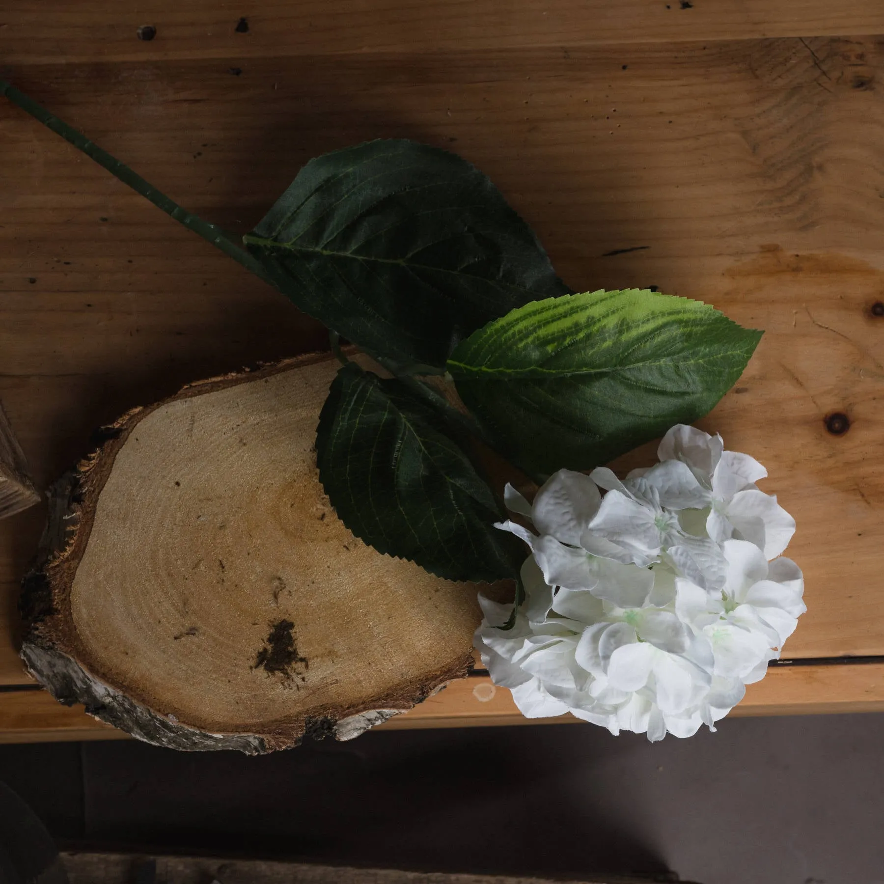 White Single Stem Small Head Hydrangea